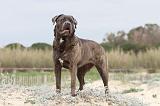 CANE CORSO 551